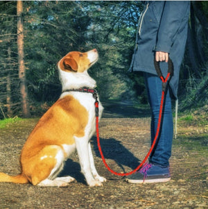 Reflective Dog Leash for safe walks